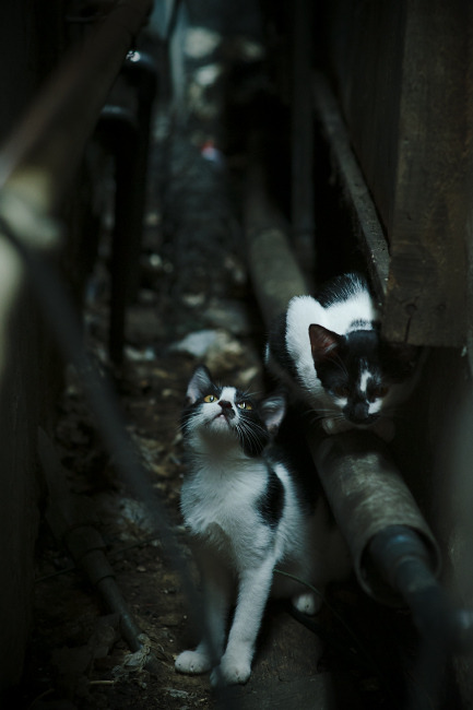 九游网页版官网入口-_湖人队迎来反弹，连胜在望_，看一下湖人队