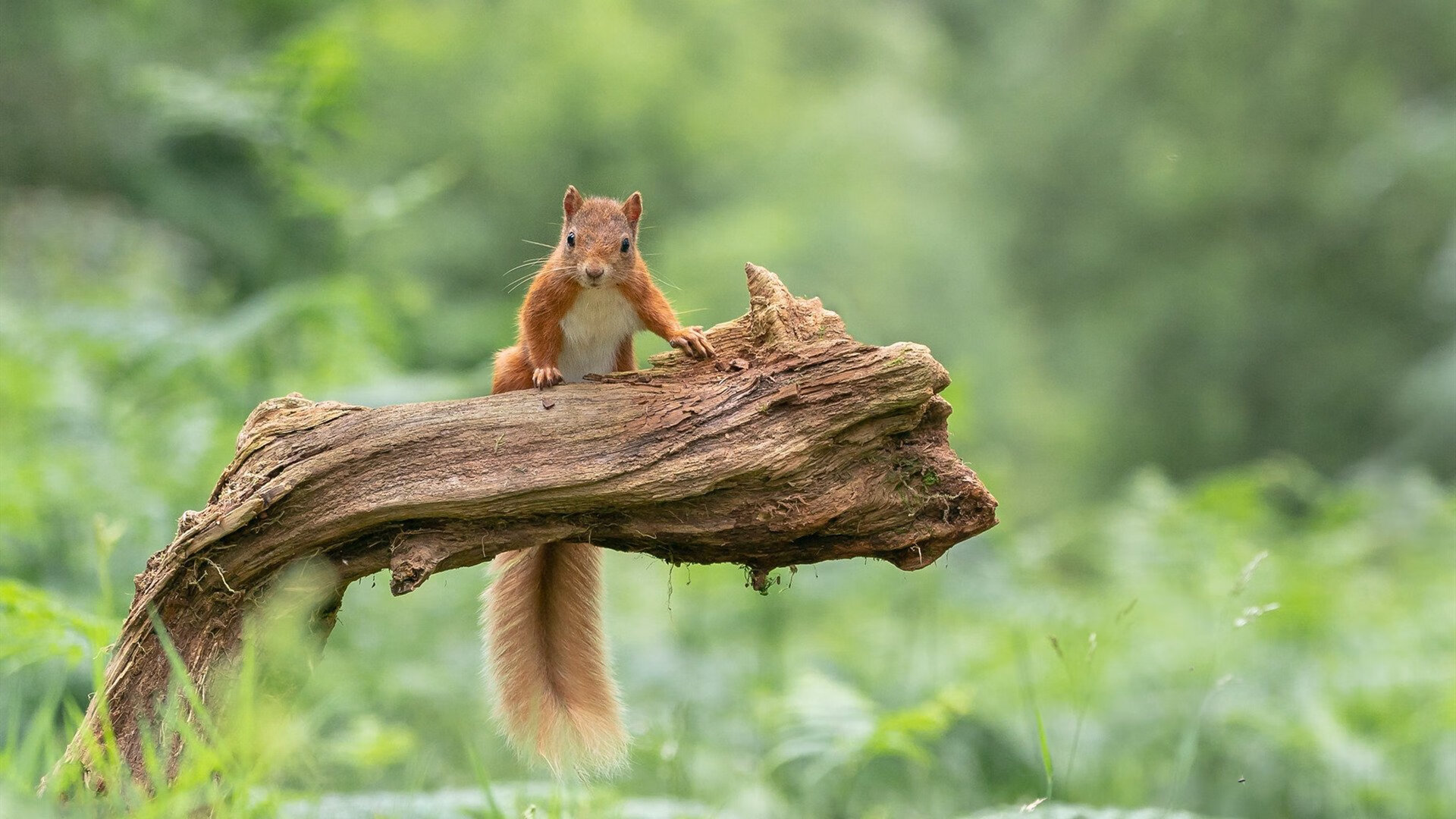 传奇教练的“秘密武器”：战术思维提升球队战力，传奇教练系统